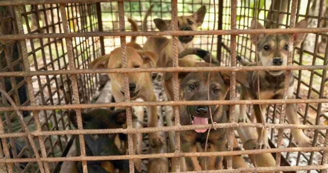 국제동물보호단체 ‘휴메인 월드 포 애니멀즈’ 제공