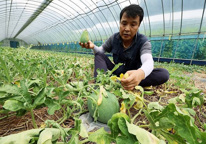 지난 13일 광주 북구 금곡동 무등산수박마을에서 농장주 문광배 씨가 최근 과한 습도와 햇빛 과다 등 오락가락하는 날씨로 인해 타들어가는 무등산수박 잎을 만지고 있다. [연합]