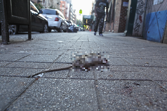 길거리에서 발견된 쥐 사체.[게티이미지뱅크]