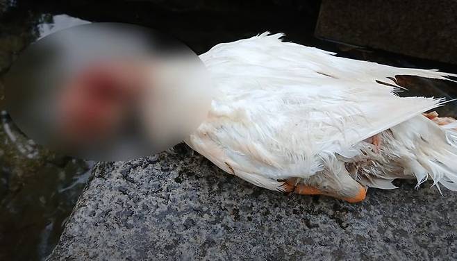 [뉴시스] 경기도 안양 삼성천에 서식하는 오리가 지난해 10대 청소년 무리에 돌을 맞아 한쪽 눈을 잃은 뒤 지난 16일 사체로 발견됐다. (사진 = '오리엄마' 유튜브 캡처) 2025.08.19. *재판매 및 DB 금지