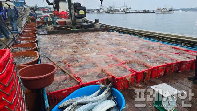 ▲19일 경북 포항시 남구 구룡포항에 들어온 정치망 어선에 물고기가 아닌 해파리가 가득 실려 있다.ⓒ독자 제공
