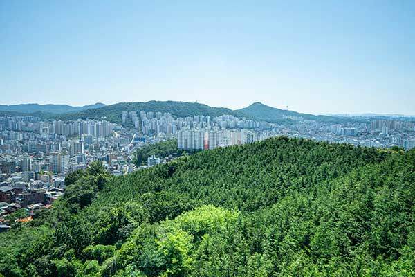 전망대에서 바라본 편백나무숲.