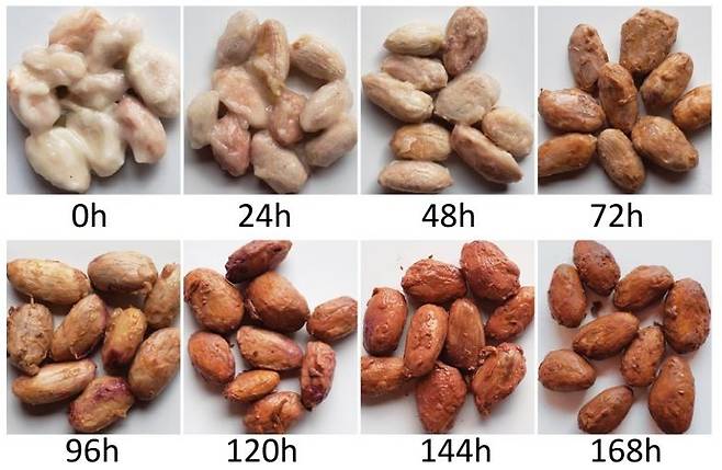 수확 후 7일간 발효 과정 중 카카오 콩의 변화 [Nature Microbiology, David E. Salt et al. 제공. 재판매 및 DB 금지]