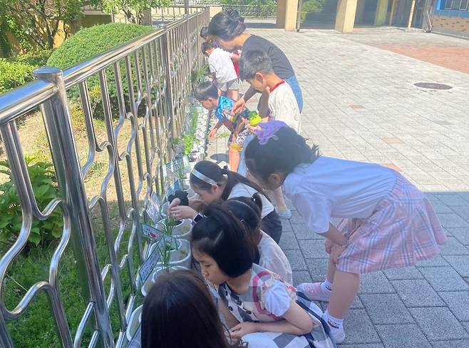 ▲ 성남 복정초등학교 학생들이 직접 기른 화분을 돌보고 있다.&nbsp;/사진제공=성남 복정초등학교