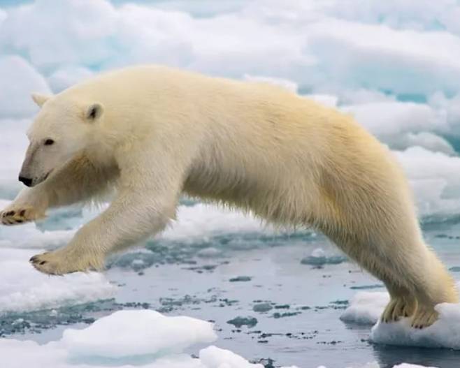 불곰과 함께 덩치와 포악한 면에서 쌍벽을 이루는 북극곰./Arturo de Frias Marques. National Park Service