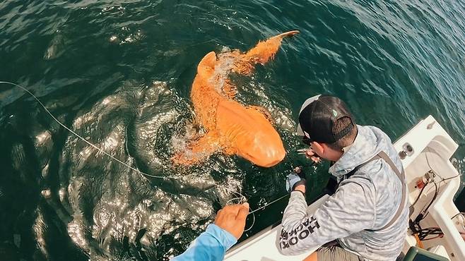 2024년 8월 코스타리카 인근 해안에서 낚싯바늘에 걸린 오렌지색 상어. 백색증과 황색변색증을 모두 가진 것으로 추정된다. 사진=페이스북(Parismina Domus Dei) 캡처