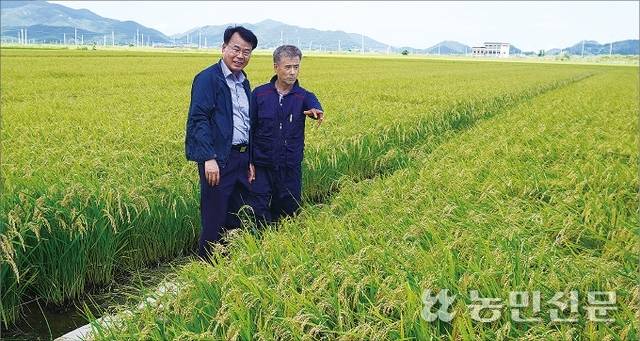조성문 전남 고흥 흥양농협 조합장(왼쪽)이 조생벼 재배농가 김중권씨의 논을 찾아 수확을 앞둔 벼를 살펴보고 있다.
