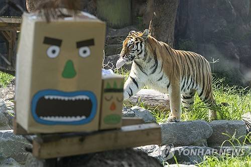 호랑이 [연합뉴스 자료사진]