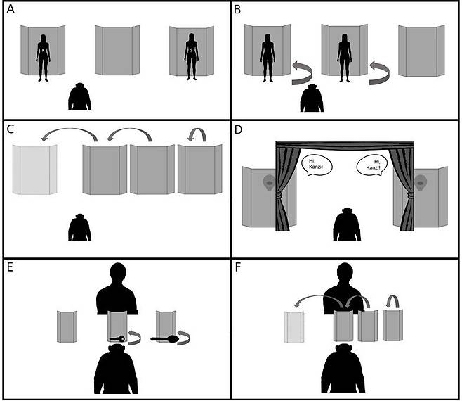 보노보 '칸지'의 숨바꼭질 실험  칸지에게 두 명의 사육사를 보여주고 사진 속 인을 가리키게 훈련(A). 두 사육사가 각각 다른 가림막 뒤로 숨고 사진 한 장을 보여주며 해당 인물이 숨은 곳 가리키게 함(B). 사육사가 숨은 뒤 가림막 위치를 서로 바꿔 칸지가 단순히 '마지막 본 위치'를 기억하는지 아니면 마음속으로 인물 위치를 추적하는지 확인(C). 두 사육사가 가림막 뒤에 숨고 사진 한장을 보여줄 때 사육사가 말을 하게 해 칸지가 목소리로 사진 속 사육사 위치를 찾을 수 있는지 확인(D). 사육사 대신 열쇠와 숟가락을 각각 다른 가림막 뒤에 숨긴 뒤 사진을 보여주고 해당 물체가 있는 곳을 가리키게 함(E). 물체를 숨긴 뒤 가림막의 위치를 바꿔 칸지가 물체의 이동을 마음속으로 추적할 수 있는지 알아봄(F). [Proceedings of the Royal Society B Biological Sciences, Christopher Krupenye et al. 제공. 재판매 및 DB 금지]
