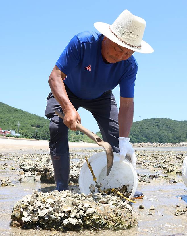 ▲ 인천 옹진군 문갑도에서 김훈기 어촌계장이 지난 11일 갯가에서 굴을 캐고 있다. /이재민 기자 leejm@incheonilbo.com