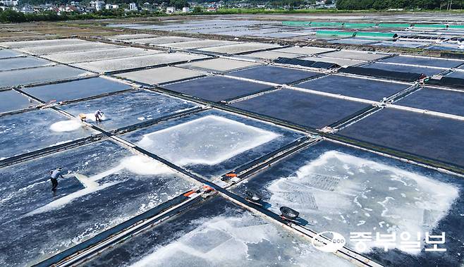 처서를 이틀 앞둔 21일 오후 안산시 단원구 동부염전에서 염부들이 연이은 폭염으로 생산량이 늘어난 천일염을 수확하며 구슬땀을 흘리고 있다. 임채운기자