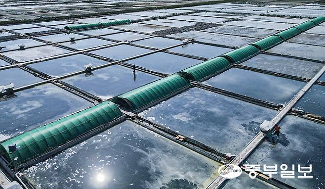 처서를 이틀 앞둔 21일 오후 안산시 단원구 동부염전에서 염부들이 연이은 폭염으로 생산량이 늘어난 천일염을 수확하며 구슬땀을 흘리고 있다. 임채운기자