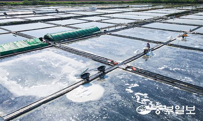 처서를 이틀 앞둔 21일 오후 안산시 단원구 동부염전에서 염부들이 연이은 폭염으로 생산량이 늘어난 천일염을 수확하며 구슬땀을 흘리고 있다. 임채운기자