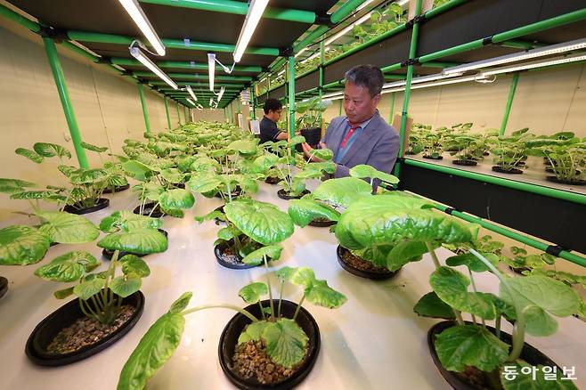 제주농업기술센터 관계자가 5일 컨테이너 식물공장에서 재배 중인 고추냉이를 살펴보고 있다. 제주도는 6월부터 태양광 전력을 활용해 RE100(재생에너지 100% 사용) 고추냉이를 시범 재배하고 있다. 
제주=전영한 기자 scoopjyh@donga.com