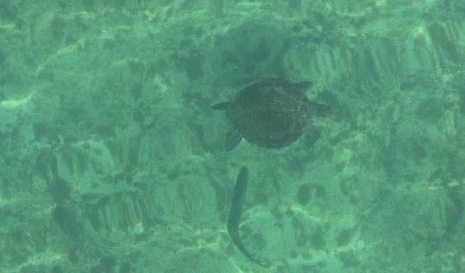 푸른바다거북과 숭어. 다큐제주