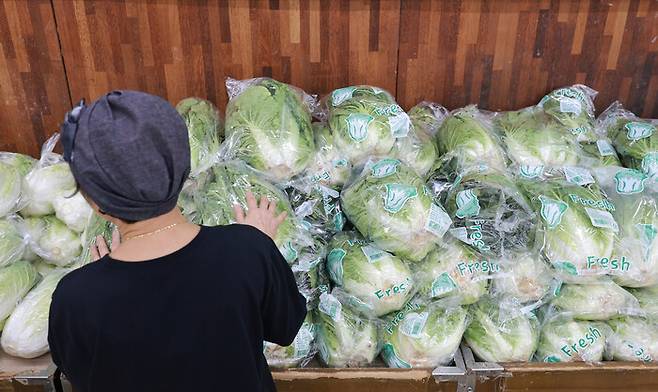 19일 서울 서초구 하나로마트 양재점을 찾은 시민이 배추를 살피고 있다. 연합뉴스