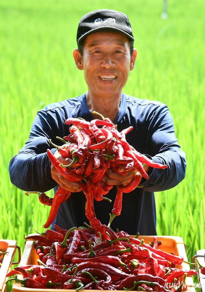 태평리에서 4천평 가까이 고추농사를 짓는 김승록(75) 씨는 “올해는 날씨가 좋아 작황이 좋다. 특히 우리 지역은 토질이 좋고 일조량도 풍부해 고추 품질이 우수하다”고 자랑했다.