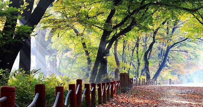 산림청이 선정한 ‘명품 숲길 50곳’ 중에 한 곳인 경남 함양군 상림숲길의 모습. 산림청 제공