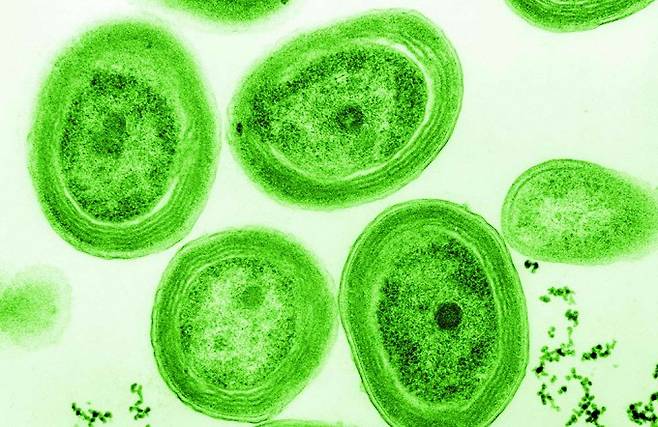 약 24억 년 전&nbsp;남세균(Cyanobacteria)은 지구 생물 최초로 광합성을 시작하며 고대 지구에 다량의 산소를 공급했다. 지구에 퍼진 산소는 이후 해양과 대기 환경을 바꿔나갔다. 그렇게 바다는 초록빛으로 물들기 시작했다. Chisholm Lab 제공