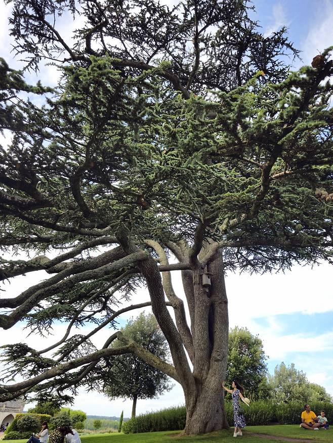 앙부아즈성 레바논 삼나무.