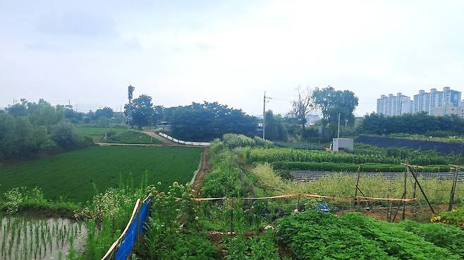 ▲ 수원시 권선구 곡반정동에 농지가 펼쳐져 있다./추정현 기자 chu3636@incheonilbo.com