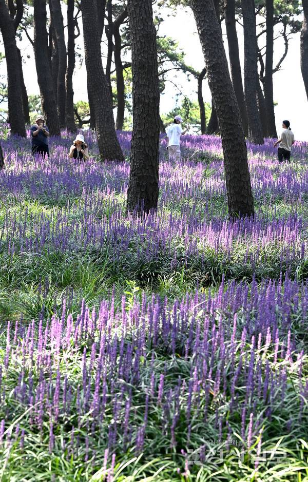 23일 울산 동구 대왕암공원 소나무 숲에 보랏빛 맥문동이 활짝 피어 휴일을 맞아 이곳을 찾은 관광객들에게 이색 정취를 전해주고 있다. 김경우기자 woo@ksilbo.co.kr