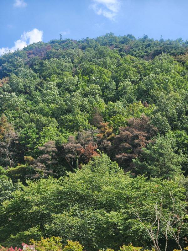 푸른 소나무와 붉은·회색 고사목이 한 숲에 뒤섞여 있다. 산림 경관 훼손이 뚜렷하게 드러난다.서의수 기자