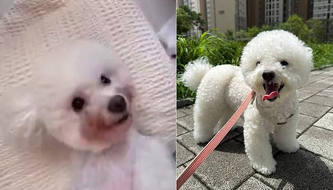 임시 보호자와 새 가족의 사랑으로 눈물 자국이 말끔히 없어진 '모몬'(인스타그램 sohyunniii 제공) ⓒ 뉴스1