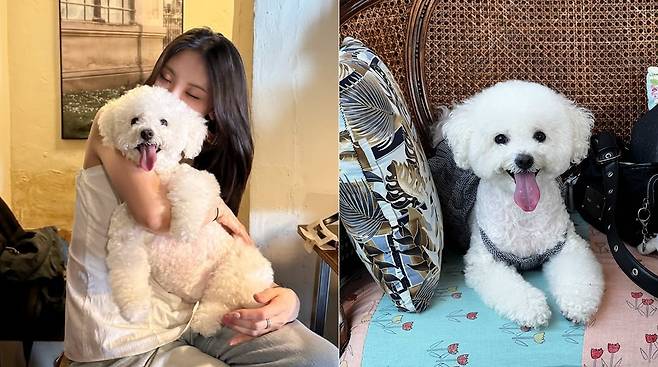 웃상 강아지 모몬(인스타그램 sohyunniii 제공) ⓒ 뉴스1