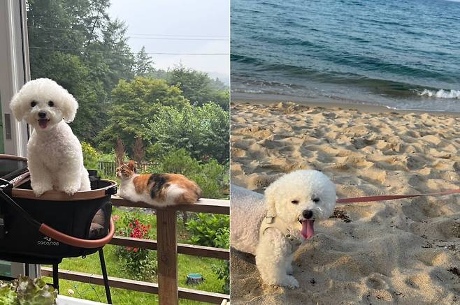 웃상 강아지 모몬(인스타그램 sohyunniii 제공) ⓒ 뉴스1