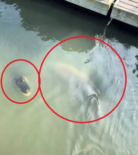 지난 18일(현지시간) 미국 사우스캐롤라이나주 힐튼 헤드 섬 인근 부두에서 악어와 상어가 헤엄치는 모습. [인터넷 캡처]