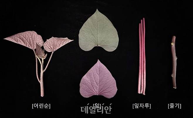 '통채루' 부위별 모습. ⓒ농촌진흥청