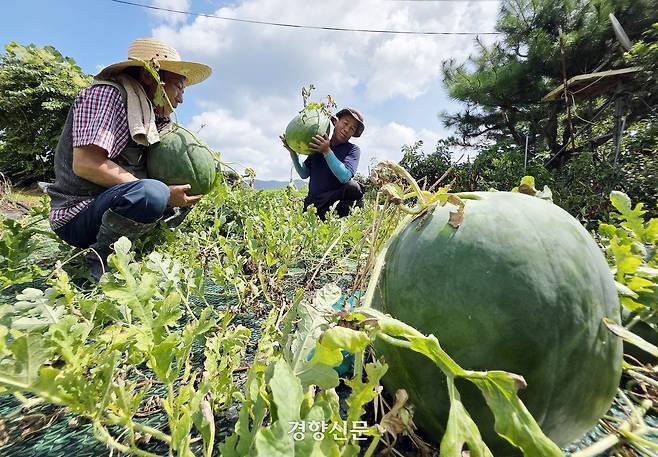 지난 21일 광주 북구 금곡동 무등산 기슭에서 농민들이 무등산 수박을 수확하고 있다. 광주북구 제공.