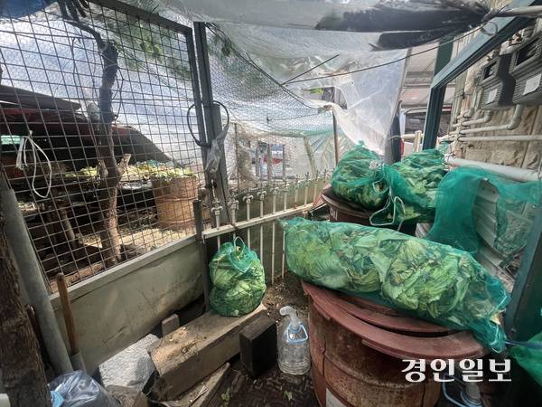 계산동 한 토끼장 입구에 양배추 더미가 쌓여있다. 2025.8.25 /송윤지기자 ssong@kyeongin.com