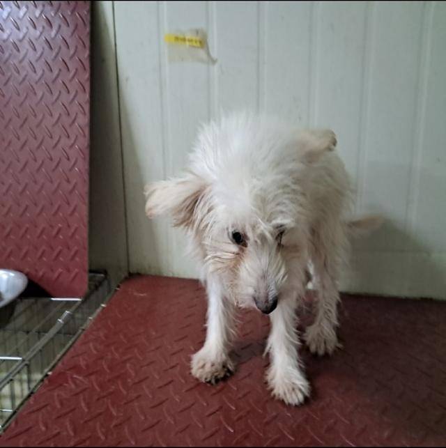 바닥에 온전히 서 있는 것조차 두려웠던 과거의 사자