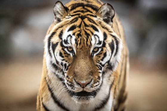 A Korean tiger at the ″Tiger Forest″ inside Baekdudaegan National Arboretum in Bonghwa, North Gyeongsang [JOONGANG ILBO]