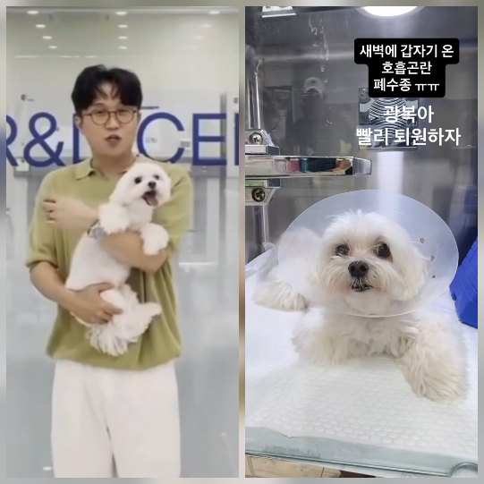 이솔이가 반려견 광복이의 갑작스러운 투병 소식을 전하며 안타까움을 자아냈다.사진=박성광 SNS