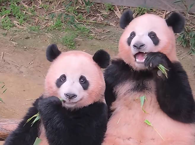 루이아 후이가 독립생활 이후 엄마 찾는 일로만 소일하지는 않는다. 두 자매가 ‘싱크로나이즈드 먹방’하는 모습도 흔히 목격되는 풍경이다. 동생 후이가 1시간47분 먼저 태어난 언니 루이를 엄마로 여겨 젖을 찾기도 하는 모습도 목격됐다.
