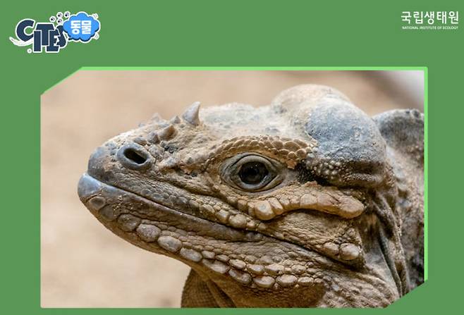 [서울=뉴시스]코뿔이구아나. 2025.07.04. (사진=국립생태원 블로그 갈무리) *재판매 및 DB 금지