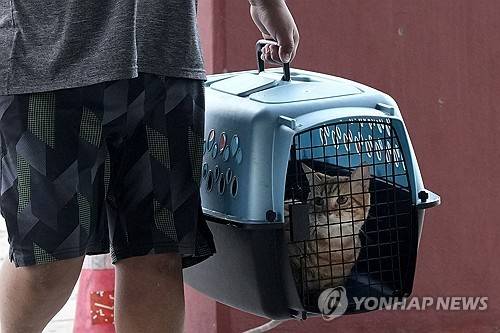 우리에 담겨 이동하는 고양이 [AP 연합뉴스 자료사진. 재판매 및 DB 금지]