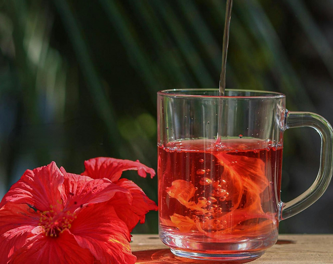 히비스커스 차