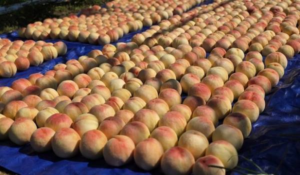 한 그루에서 수확한 복숭아. /남연우기자