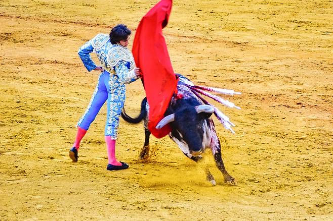 스페인 투우는 3·4월에 시작해 9월 말까지 시즌이 이어진다. 동물 학대에 대한 논란이 있지만 스페인, 특히 안달루시아 지역에서는 여전히 인기가 높다.