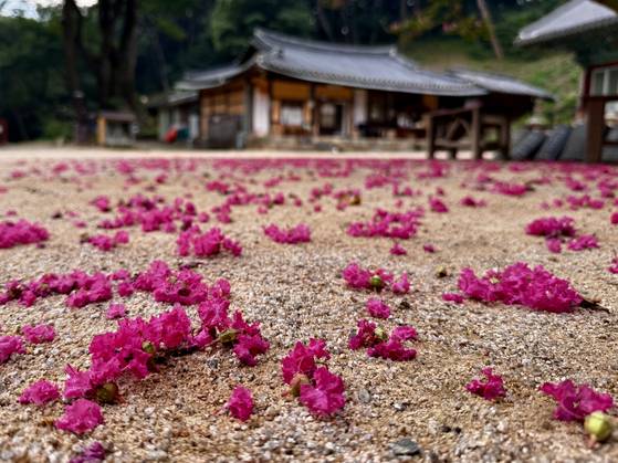 촘촘히 흙과 하나가 된 백일홍. 충남 서산시 문수사는 봄에는 겹벚꽃, 여름에는 배롱나무꽃으로 화사해진다. 김홍준 기자
