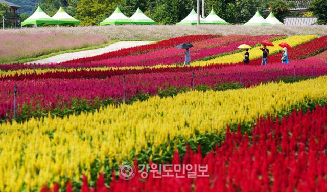 ▲ 철원군 고석정꽃밭이 27일 본격 개장, 관람객들이 드넓은 꽃밭을 관람하고 있다. 이재용 기자