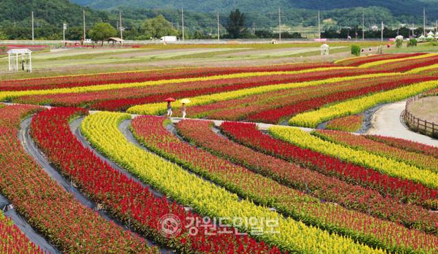 ▲ 철원군 고석정꽃밭이 27일 본격 개장, 관람객들이 드넓은 꽃밭을 관람하고 있다. 이재용 기자