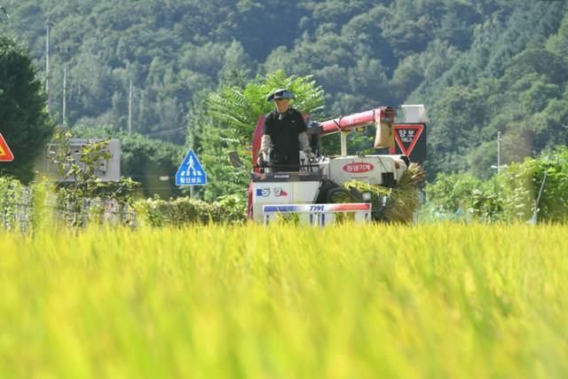 ▲ 사진은 화천지역 올해 첫 벼베기가 27일 화천읍 풍산리에서 최문순 화천군수가 참석한 가운데 있었다.