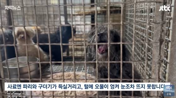 A breeding farm in Ganghwa County, Incheon, where 105 dogs infected with brucellosis were rescued [SCREEN CAPTURE]