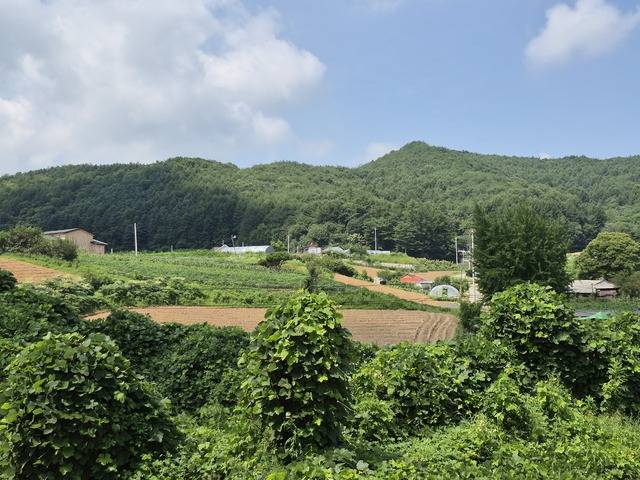 칡은 순식간에 덩굴을 뻗어 주변을 뒤덮는다. 태종 이방원은 정몽주에게 “만수산 드렁칡이 그러하듯 우리도 얽혀 살자” 했지만, 실제론 칡과 얽혀서는 살아남을 수가 없다.