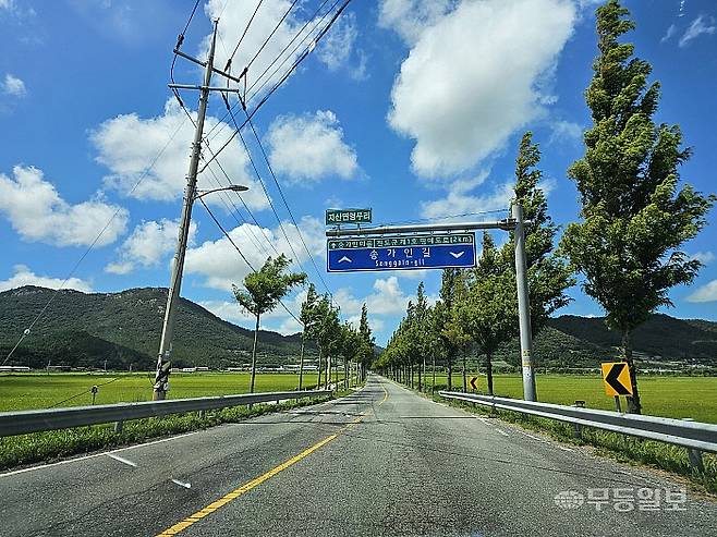 다른 유명인 로케이션에 비해 특색이 부족해 보이는 '송가인 길'. 일반적인 가로수길과 큰 차별점이 없었다.